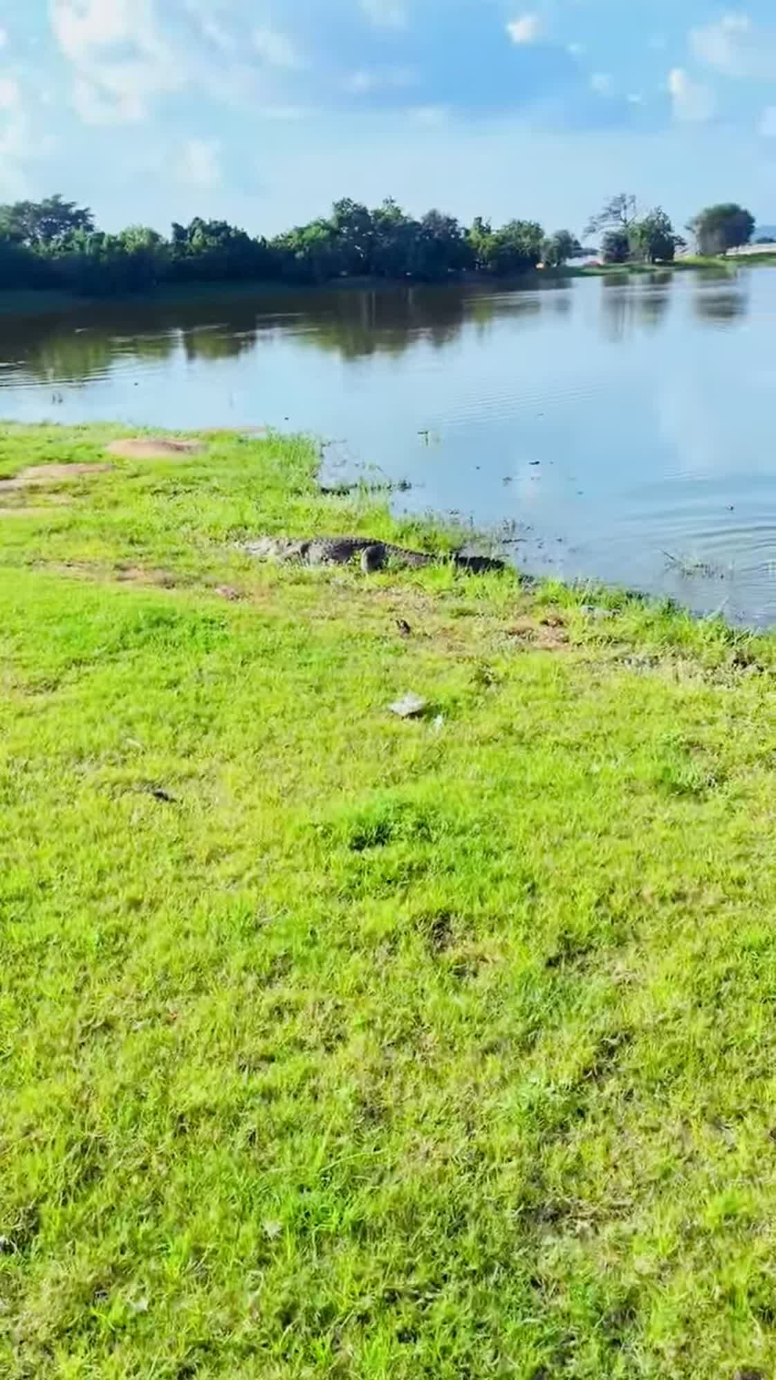 The crocodile pond at Paga, with a crocodile resting at the water's edge.